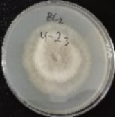 Molecules 26 04595 i006 Molecules 26 04595 i006