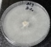 Molecules 26 04595 i007 Molecules 26 04595 i007