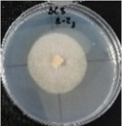 Molecules 26 04595 i008 Molecules 26 04595 i008