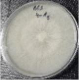 Molecules 26 04595 i009 Molecules 26 04595 i009