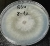 Molecules 26 04595 i010 Molecules 26 04595 i010