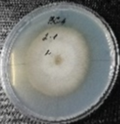 Molecules 26 04595 i011 Molecules 26 04595 i011