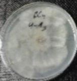 Molecules 26 04595 i012 Molecules 26 04595 i012