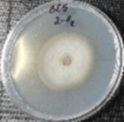 Molecules 26 04595 i014 Molecules 26 04595 i014