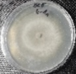 Molecules 26 04595 i015 Molecules 26 04595 i015