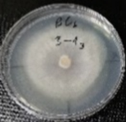 Molecules 26 04595 i016 Molecules 26 04595 i016