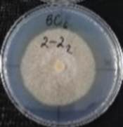 Molecules 26 04595 i017 Molecules 26 04595 i017