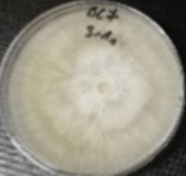 Molecules 26 04595 i019 Molecules 26 04595 i019