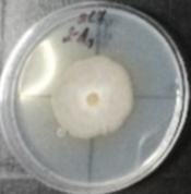 Molecules 26 04595 i020 Molecules 26 04595 i020