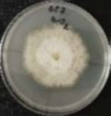 Molecules 26 04595 i021 Molecules 26 04595 i021