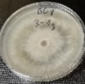 Molecules 26 04595 i022 Molecules 26 04595 i022