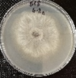 Molecules 26 04595 i024 Molecules 26 04595 i024