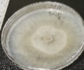 Molecules 26 04595 i025 Molecules 26 04595 i025