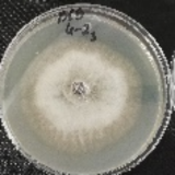 Molecules 26 04595 i027 Molecules 26 04595 i027