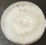 Molecules 26 04595 i028 Molecules 26 04595 i028