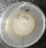 Molecules 26 04595 i029 Molecules 26 04595 i029