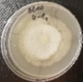 Molecules 26 04595 i030 Molecules 26 04595 i030