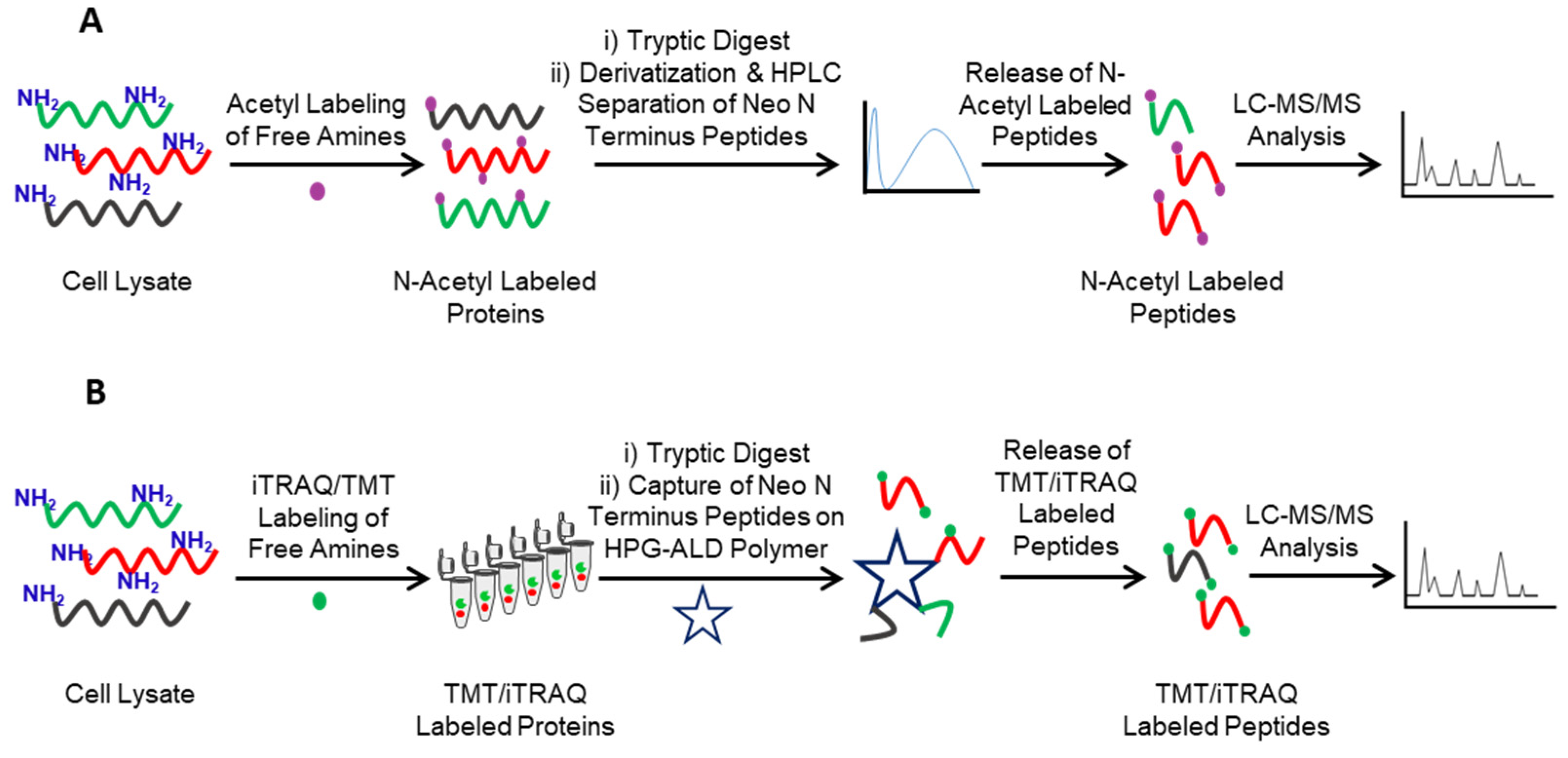 Molecules | Free Full-Text | N-Terminomics Strategies for Protease  Substrates Profiling