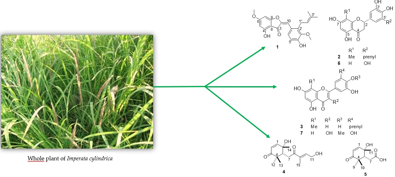Molecules | Free Full-Text | Prenylated Flavonoids and C-15 Isoprenoid  Analogues with Antibacterial Properties from the Whole Plant of Imperata  cylindrica (L.) Raeusch (Gramineae)