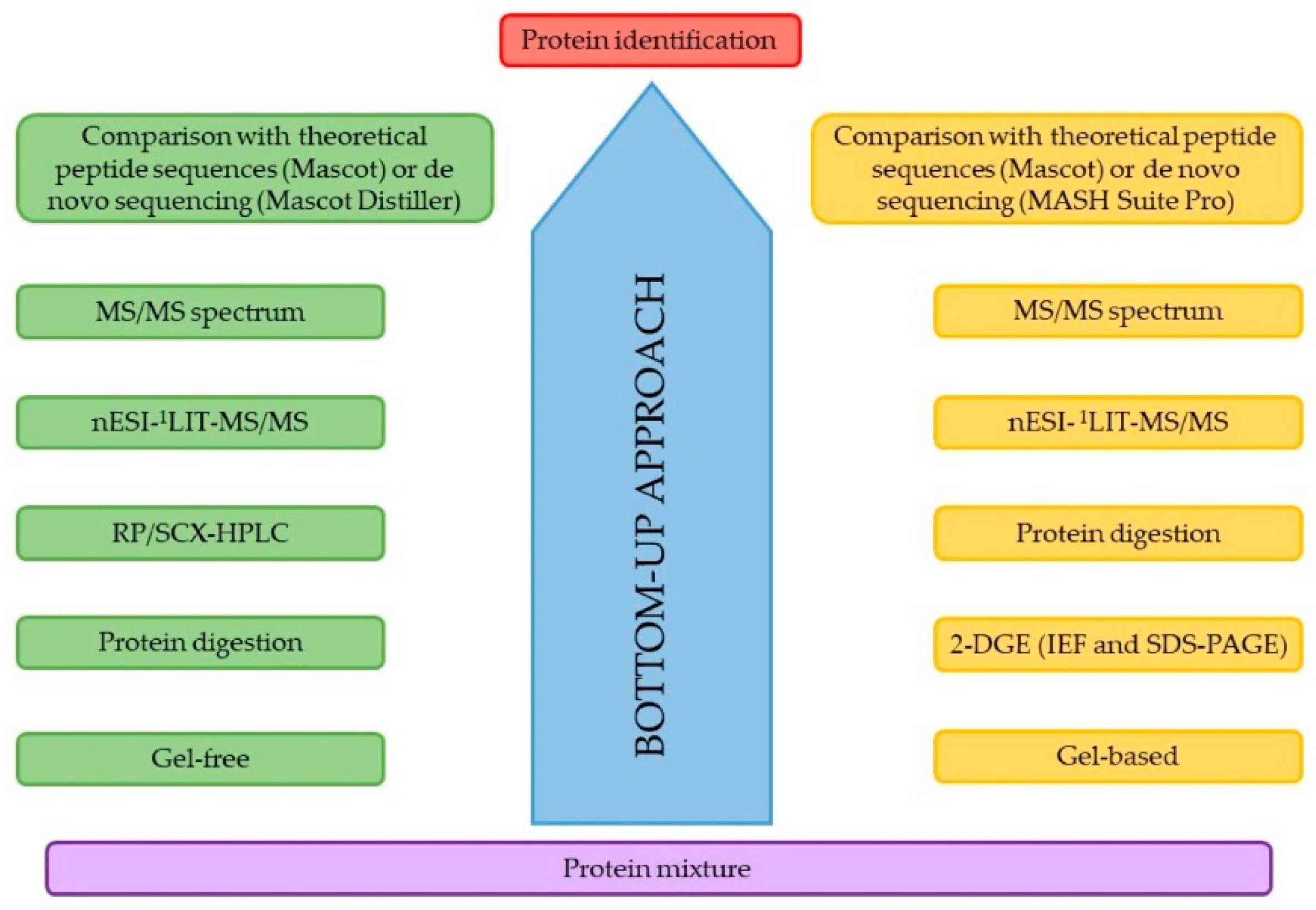 Molecules | Free Full-Text | Proteomic Advances in Cereal and