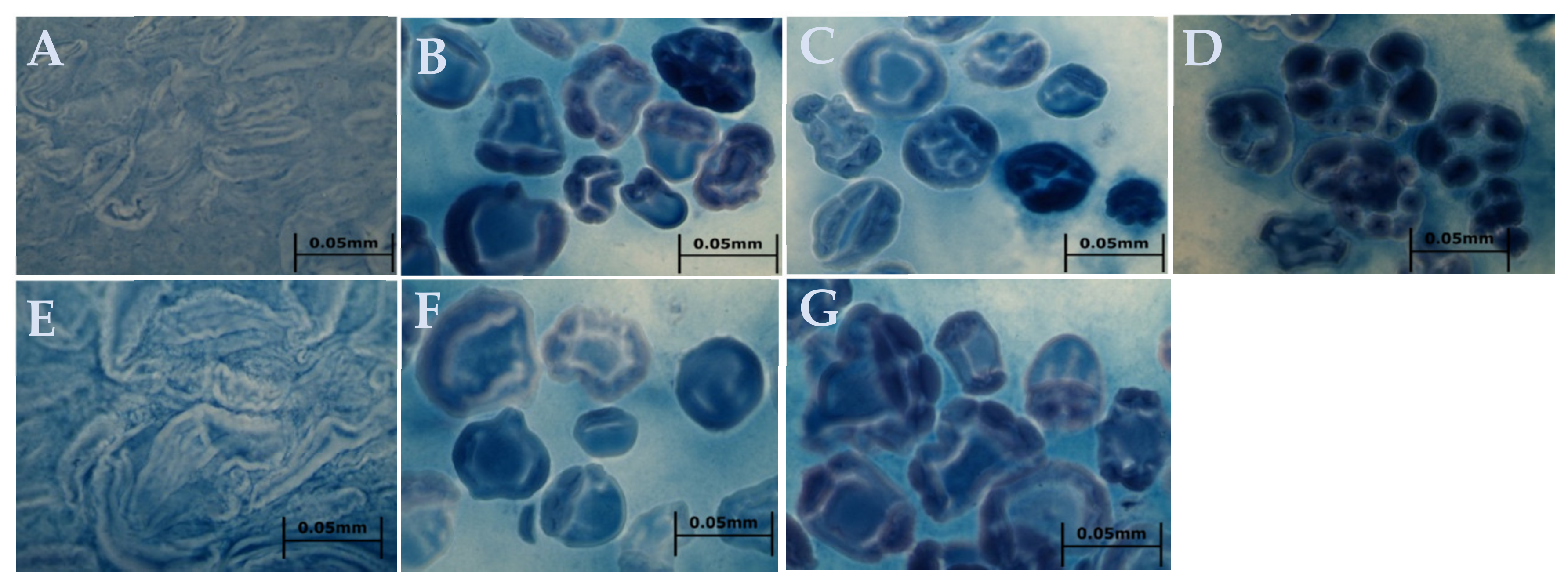 Molecules 26 04974 g003