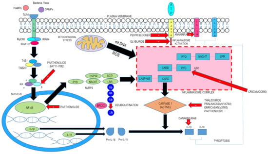 Molecules | Free Full-Text | Promise of the NLRP3 Inflammasome