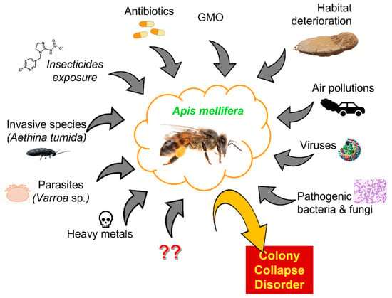 Effects of Insecticides and Microbiological Contaminants on Apis 