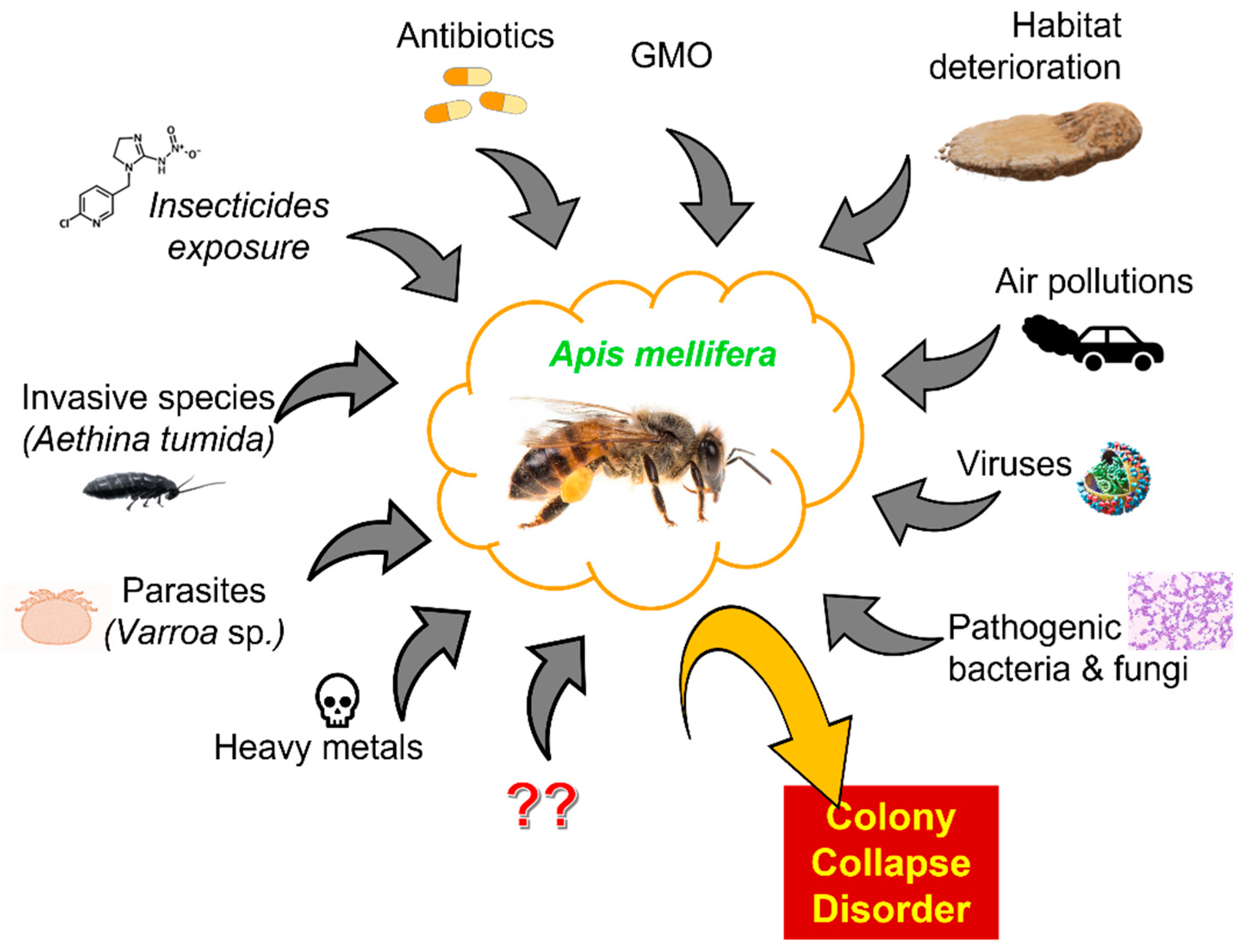 Molecules | Free Full-Text | Effects of Insecticides and Microbiological  Contaminants on Apis mellifera Health | HTML