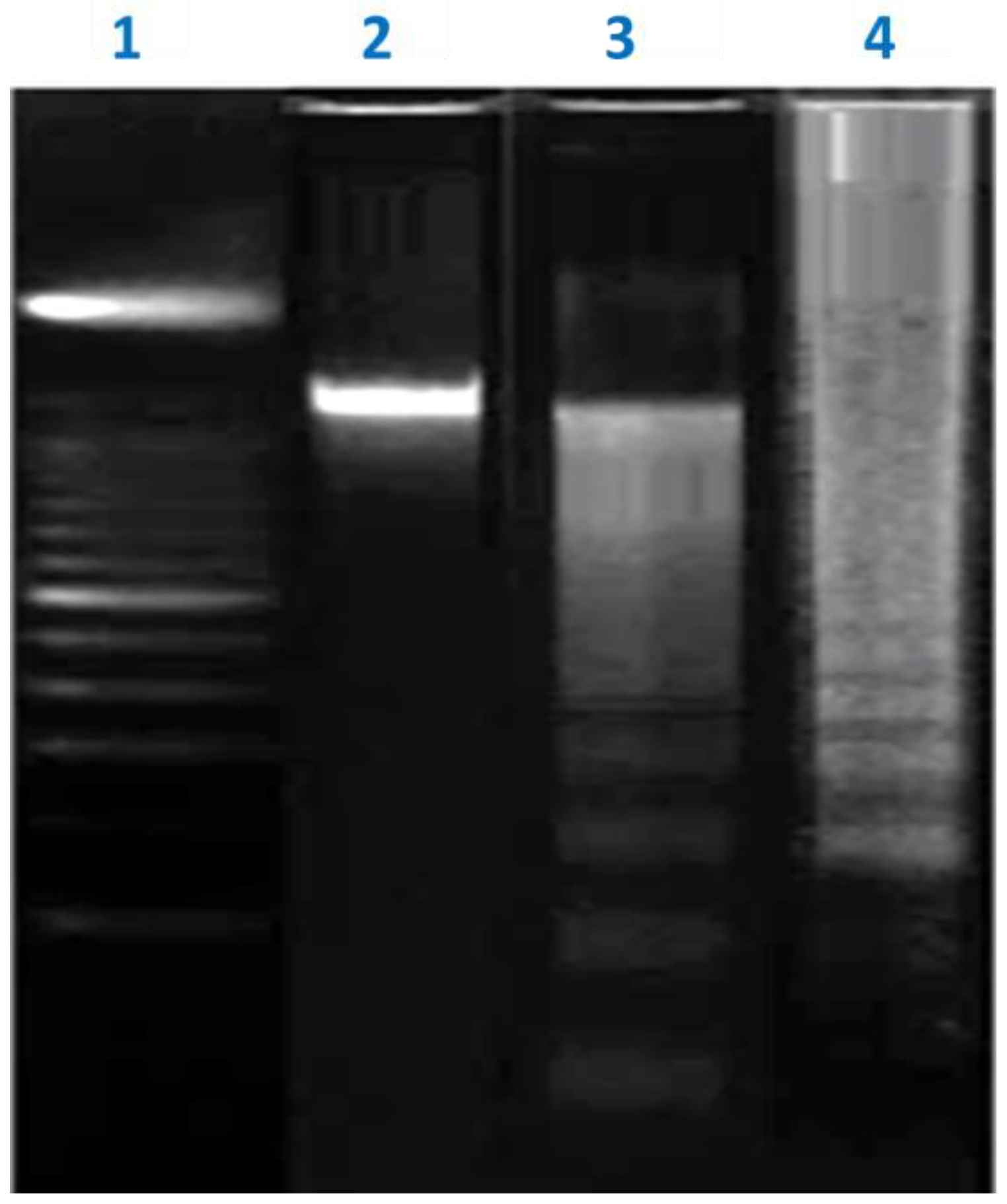 Molecules 26 05185 g007 Molecules 26 05185 g007
