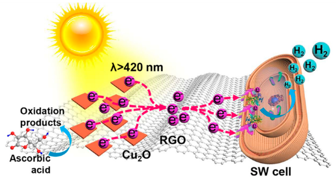Molecules 26 05286 g024 Molecules 26 05286 g024