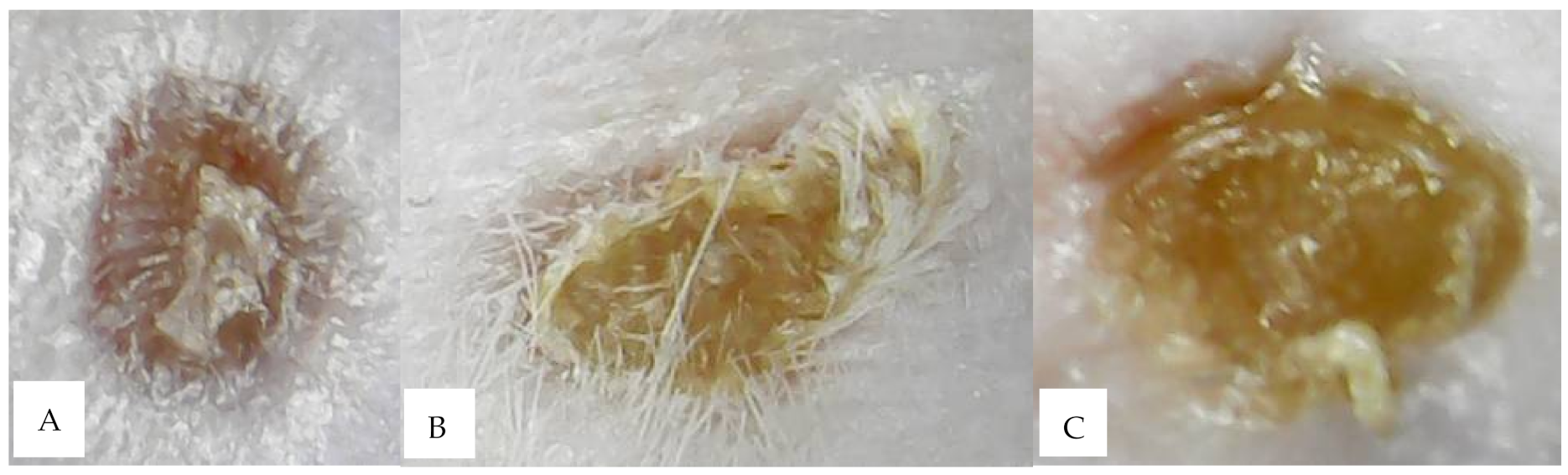 Molecules 26 05326 g009