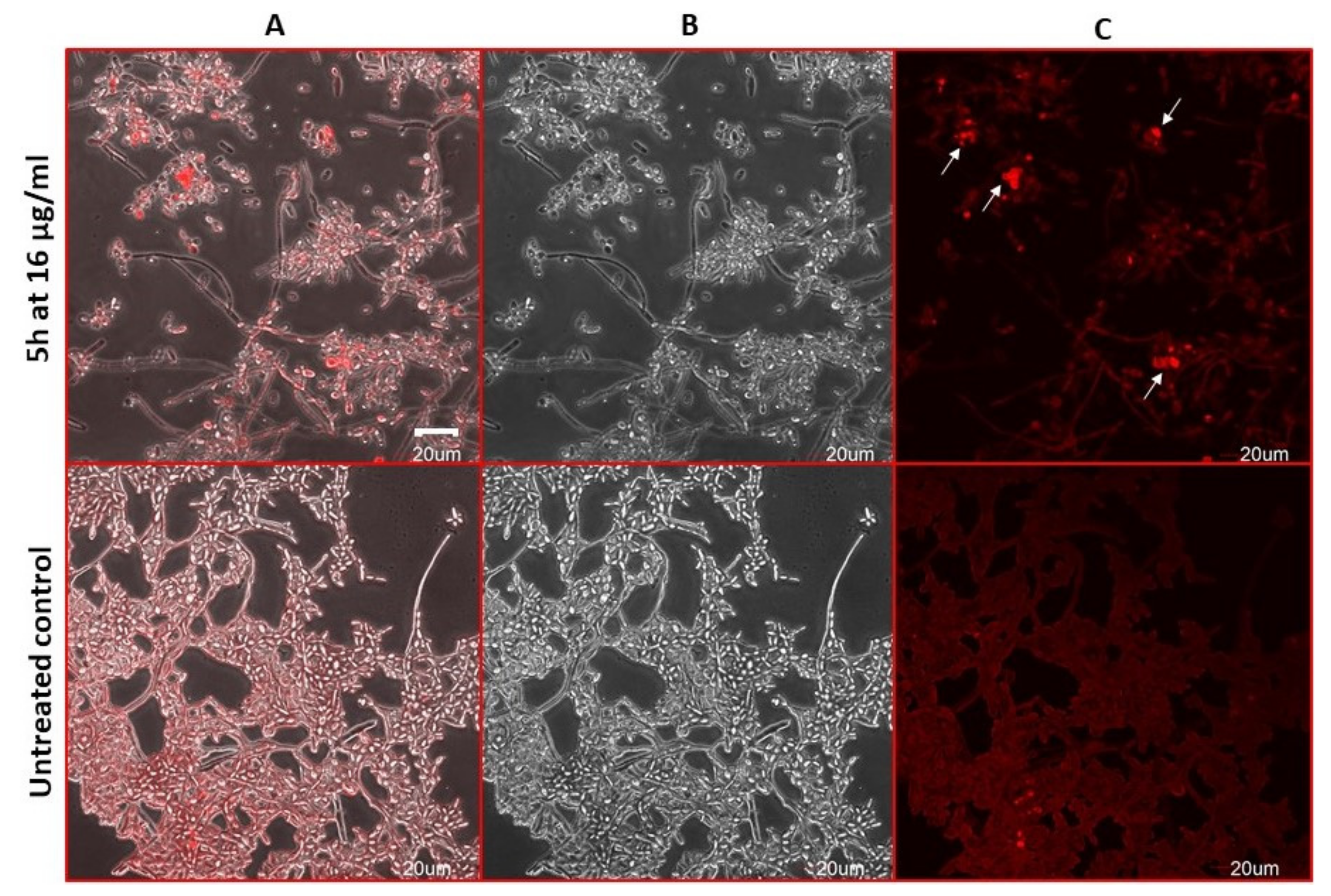 Molecules 26 05463 g007