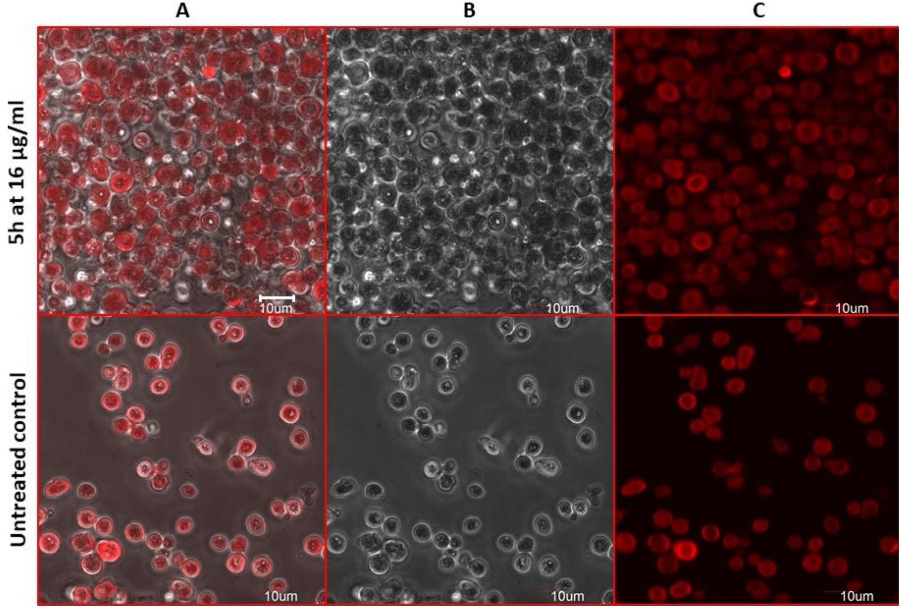 Molecules 26 05463 g008