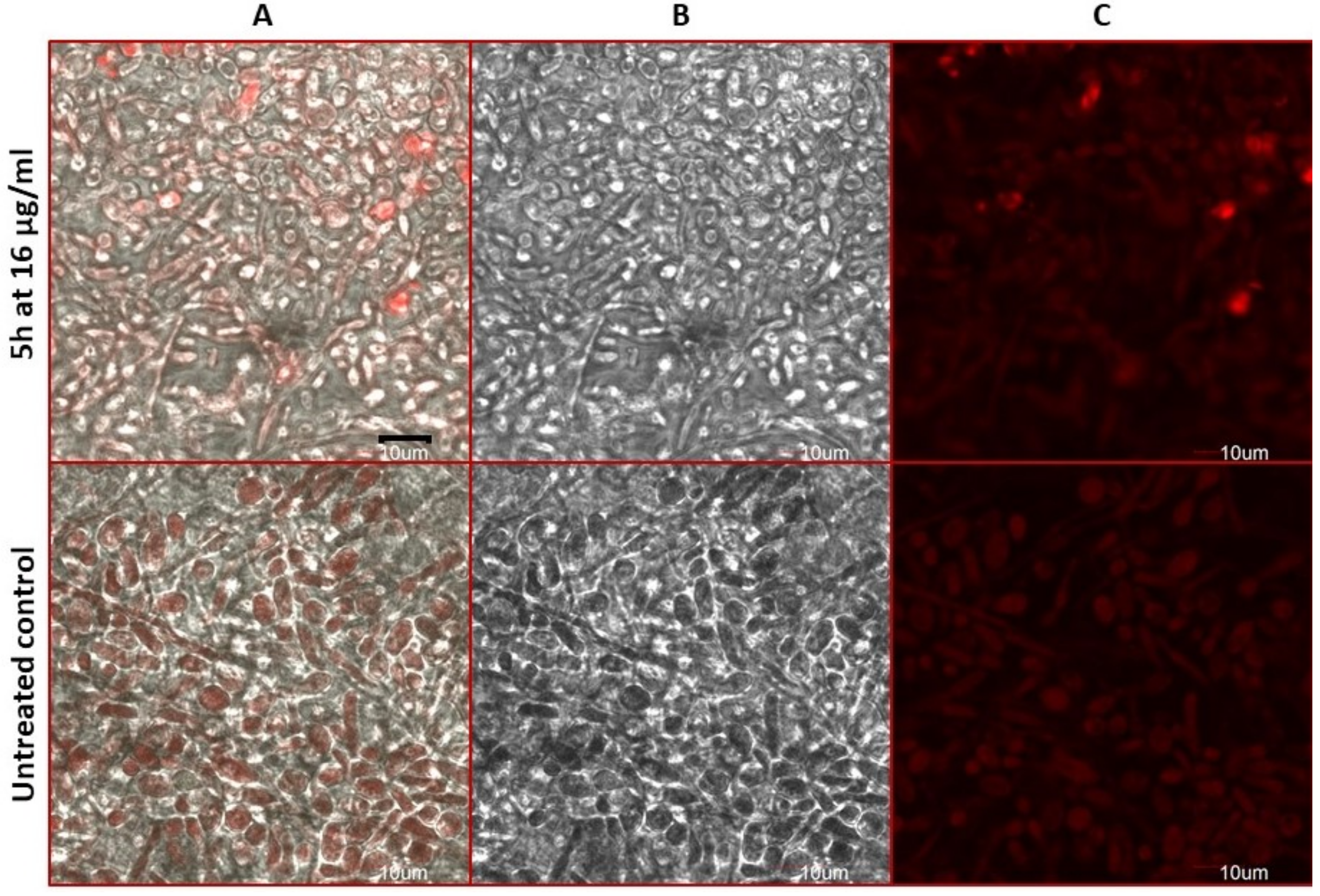 Molecules 26 05463 g009