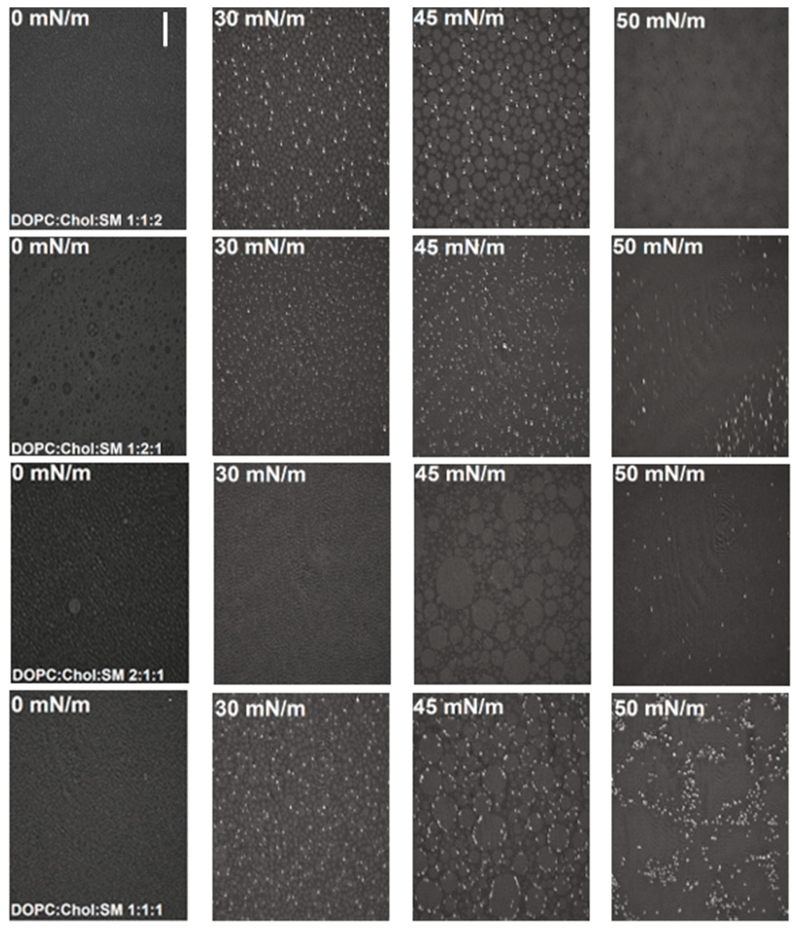 Molecules 26 05483 g003 Molecules 26 05483 g003