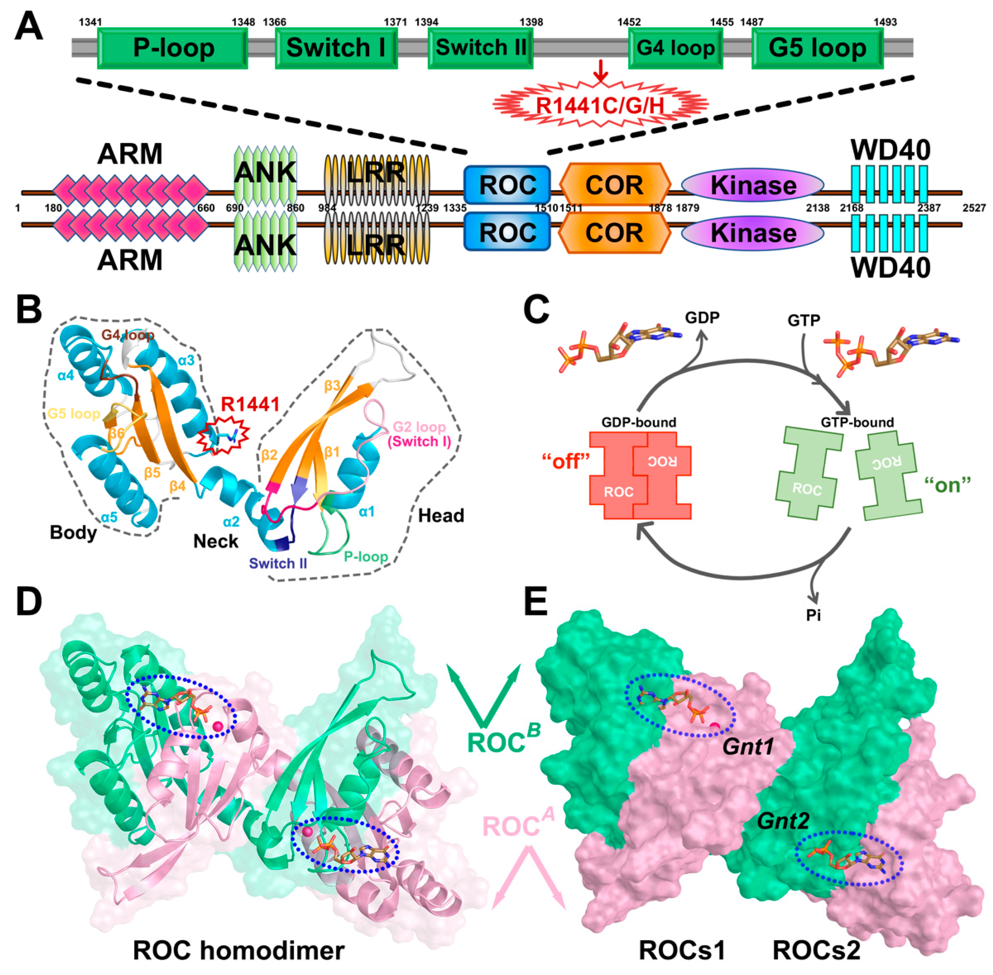 Understanding Virus Structure and Dynamics through Molecular Simulations