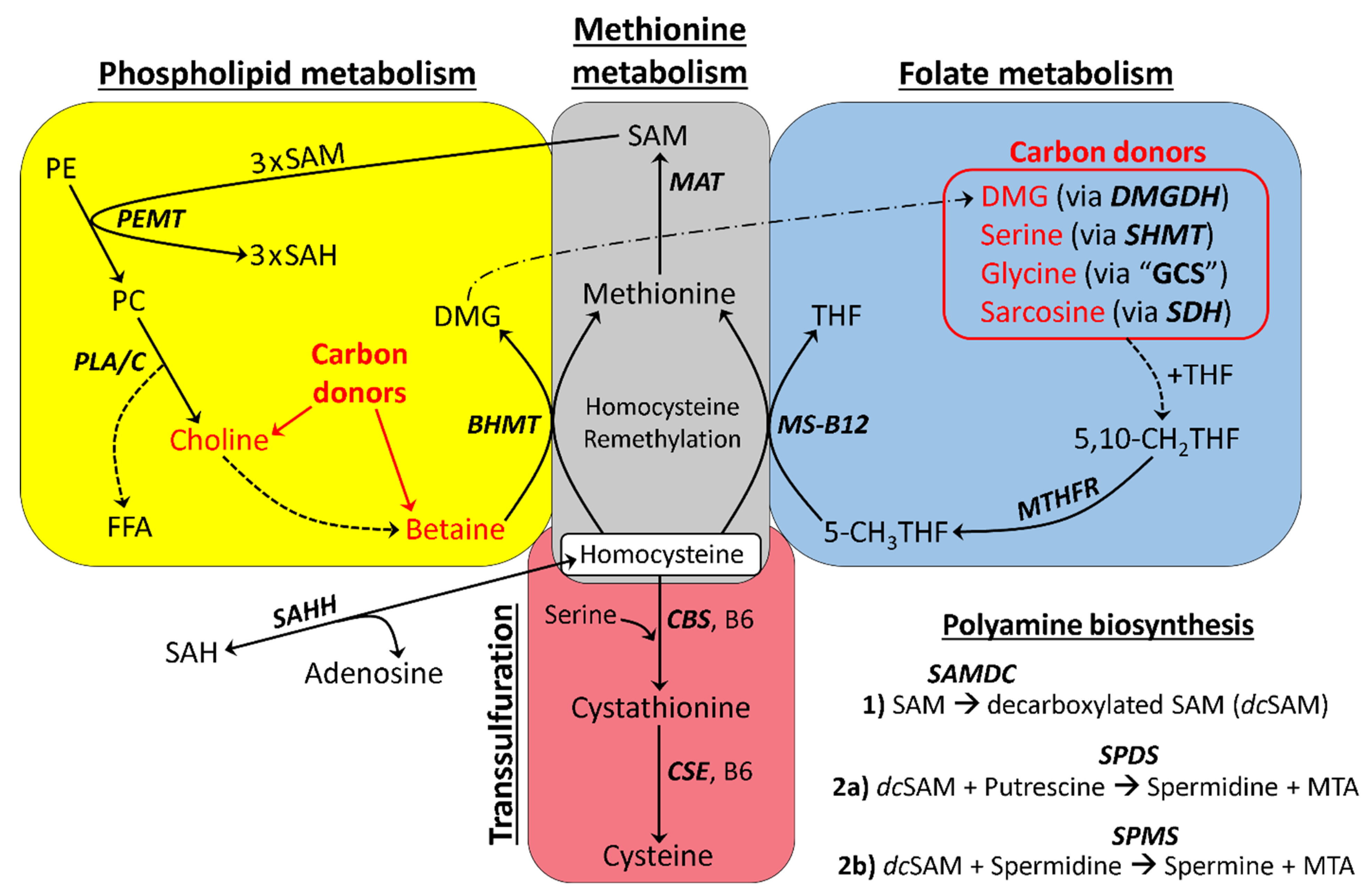 Molecules 26 05674 g001