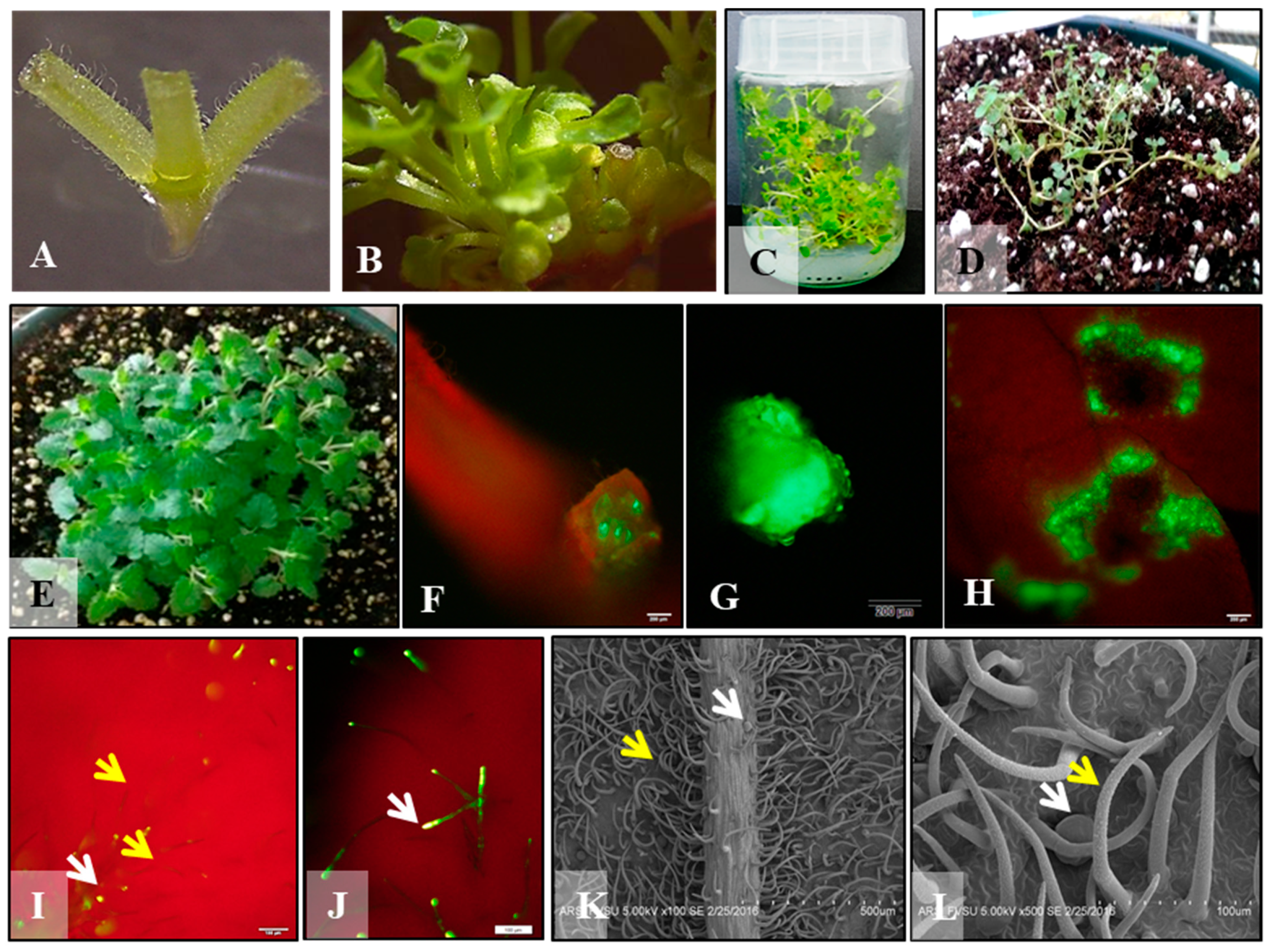 Molecules 26 05813 g001
