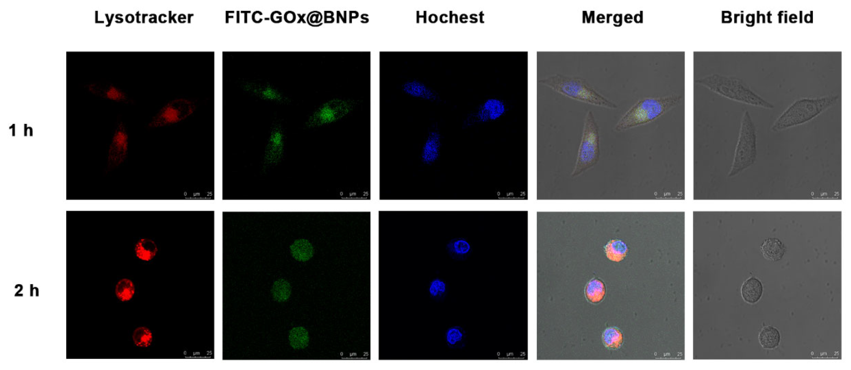 Molecules 26 05900 g006