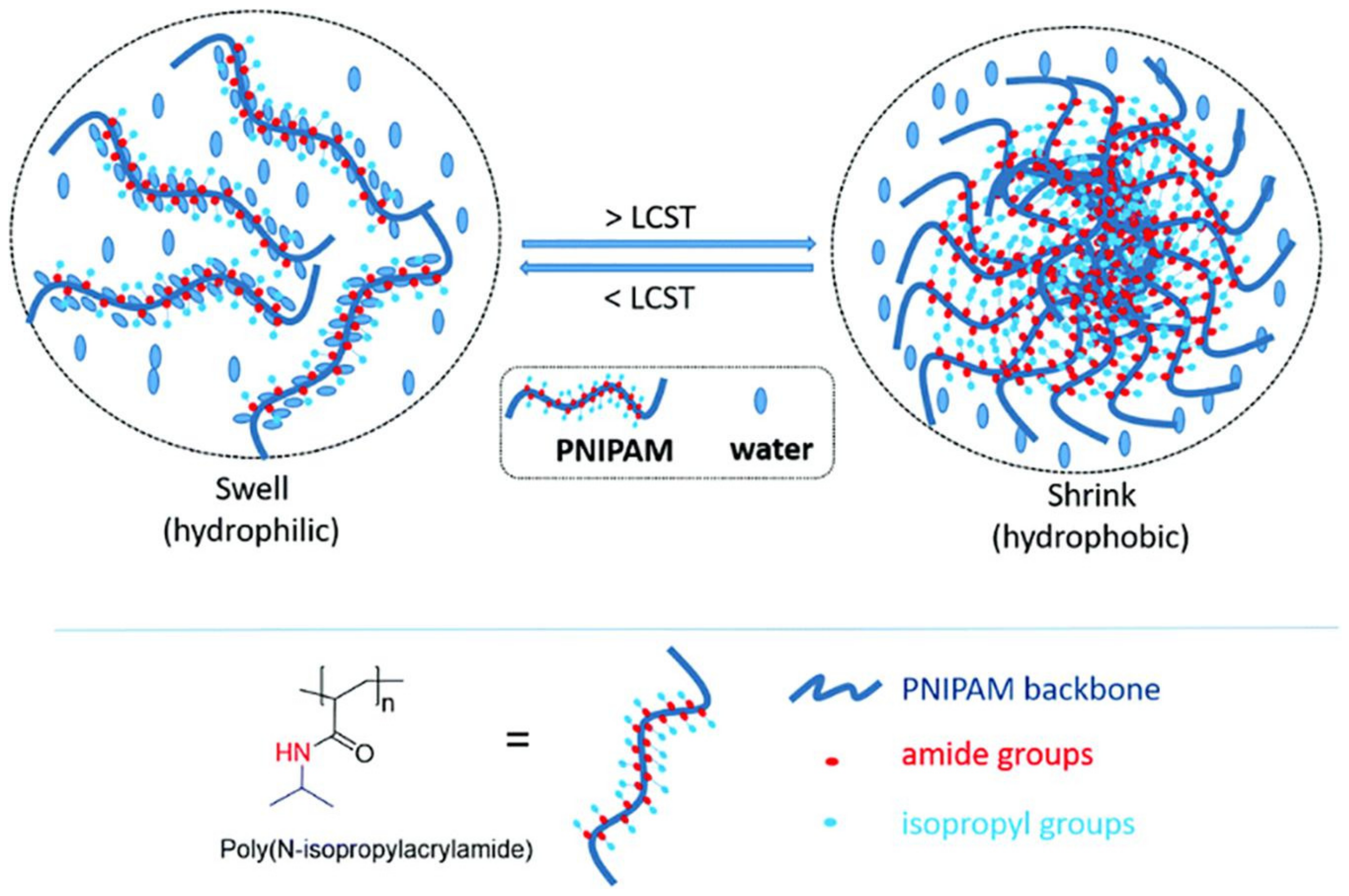 Поли n. N-изопропилакриламид. Поли-n-изопропилакриламид мономер. Поливинилкапролактам. PNIPAM конформационные изменения.