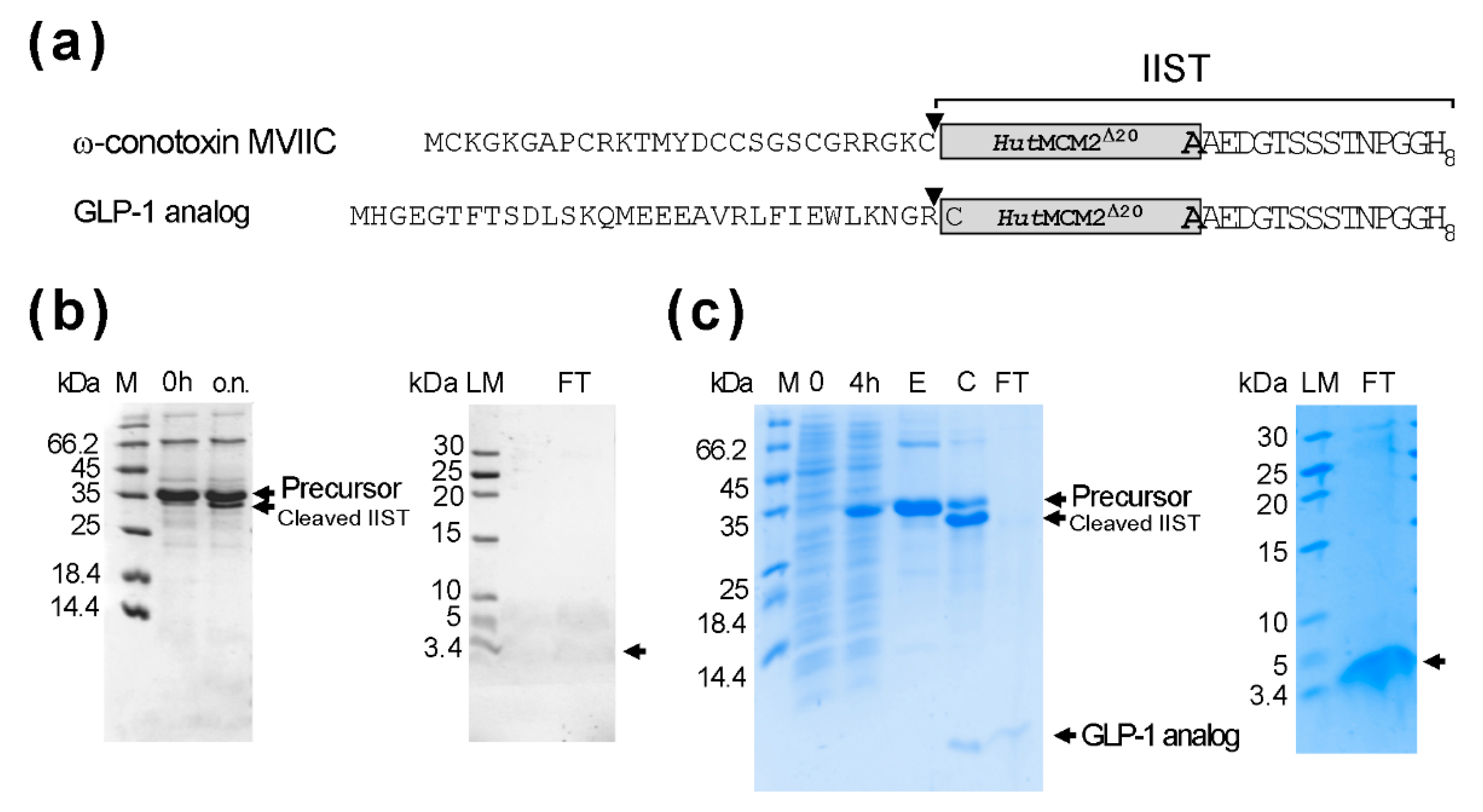 Molecules 26 05948 g006