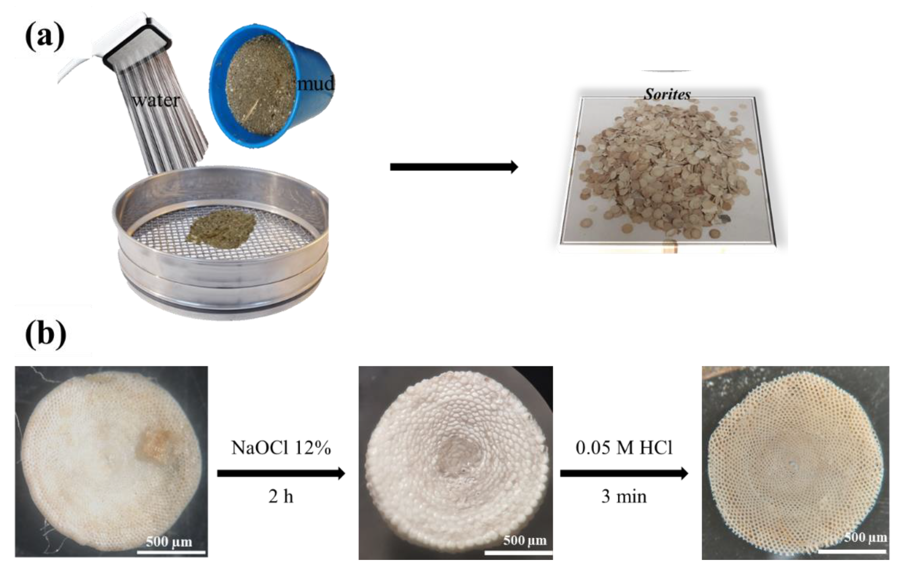 Molecules 26 06067 g006