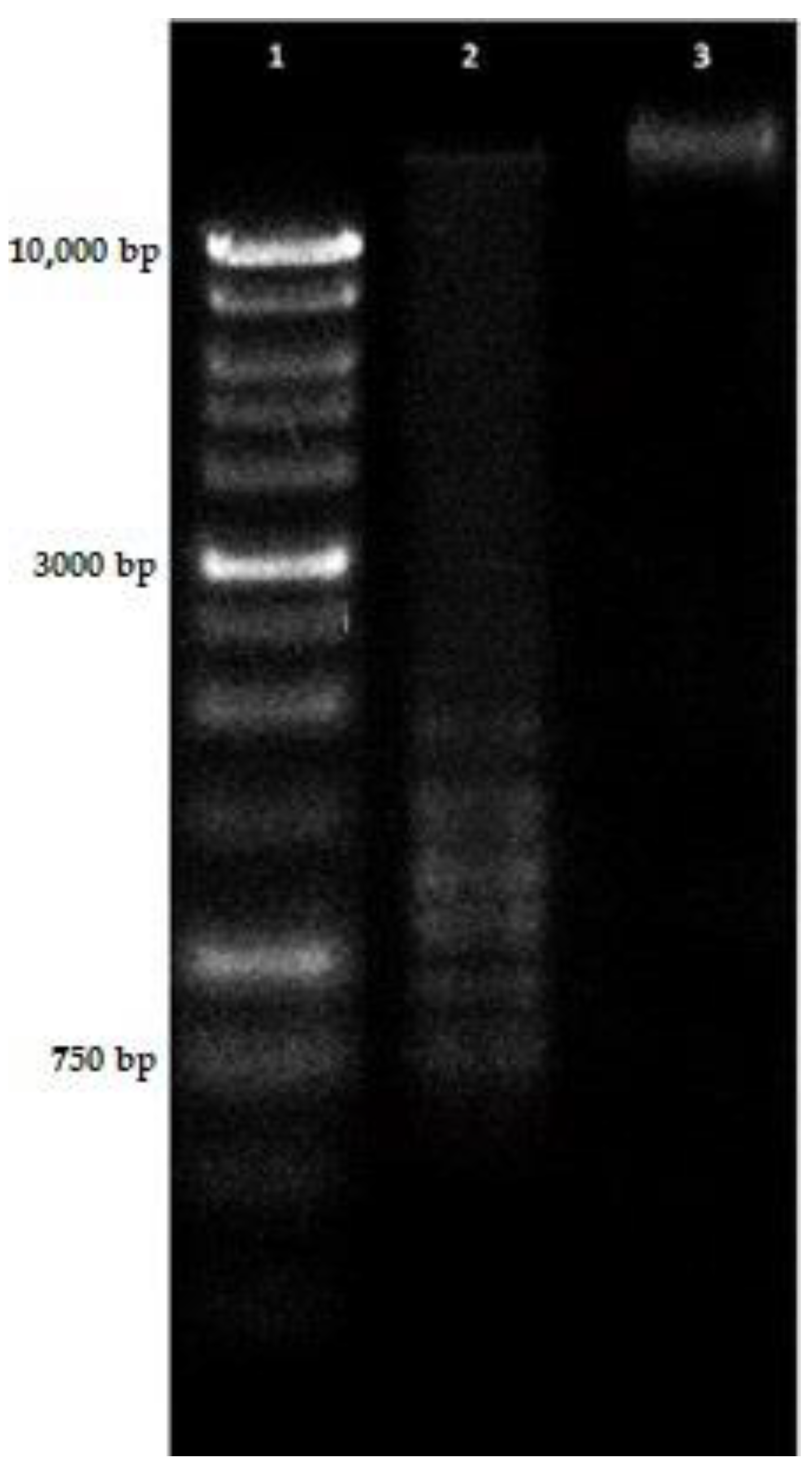 Molecules 26 06208 g006