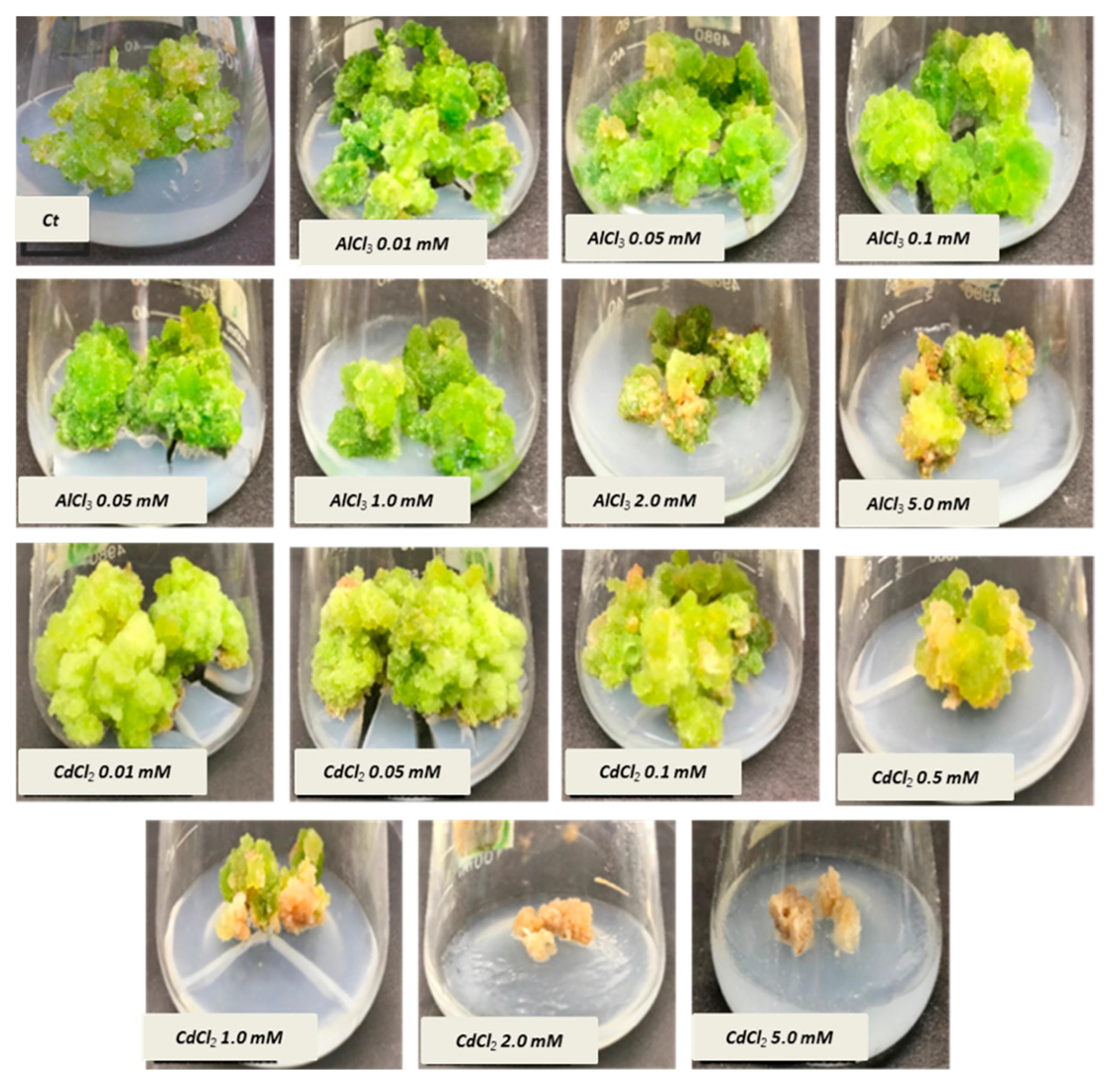 Molecules 26 06340 g001
