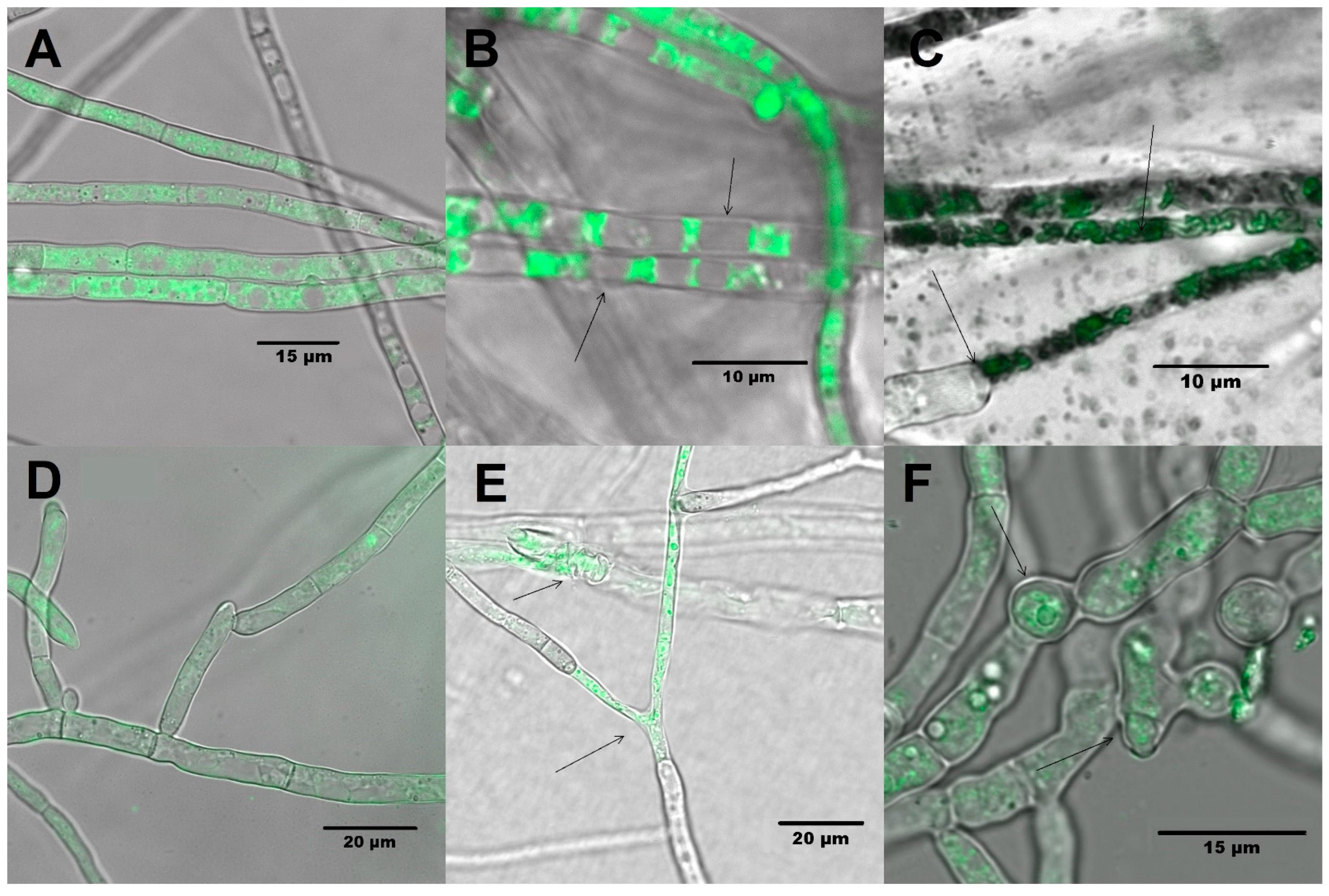 Molecules 26 06359 g004 Molecules 26 06359 g004