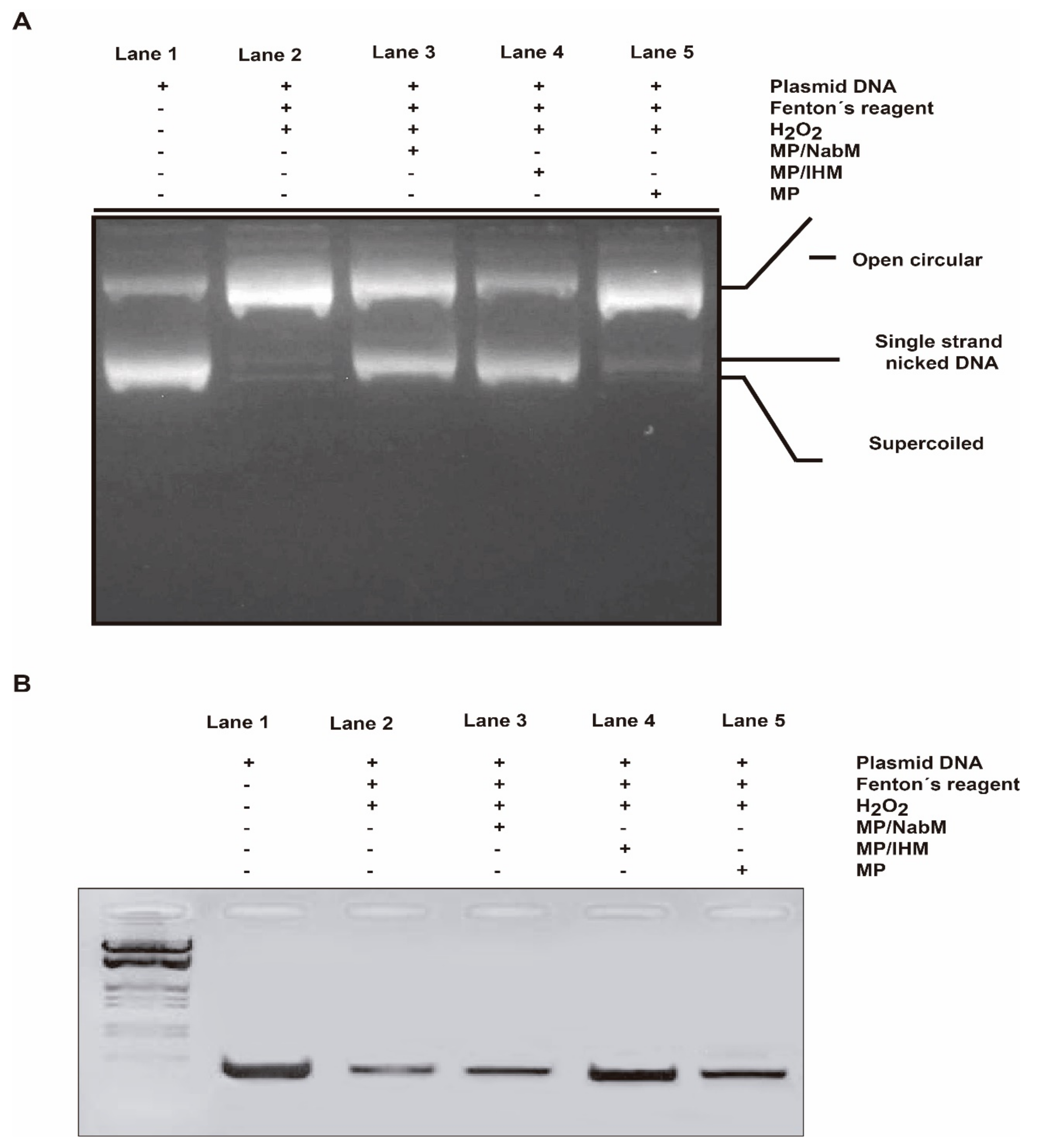 Molecules 26 06372 g009