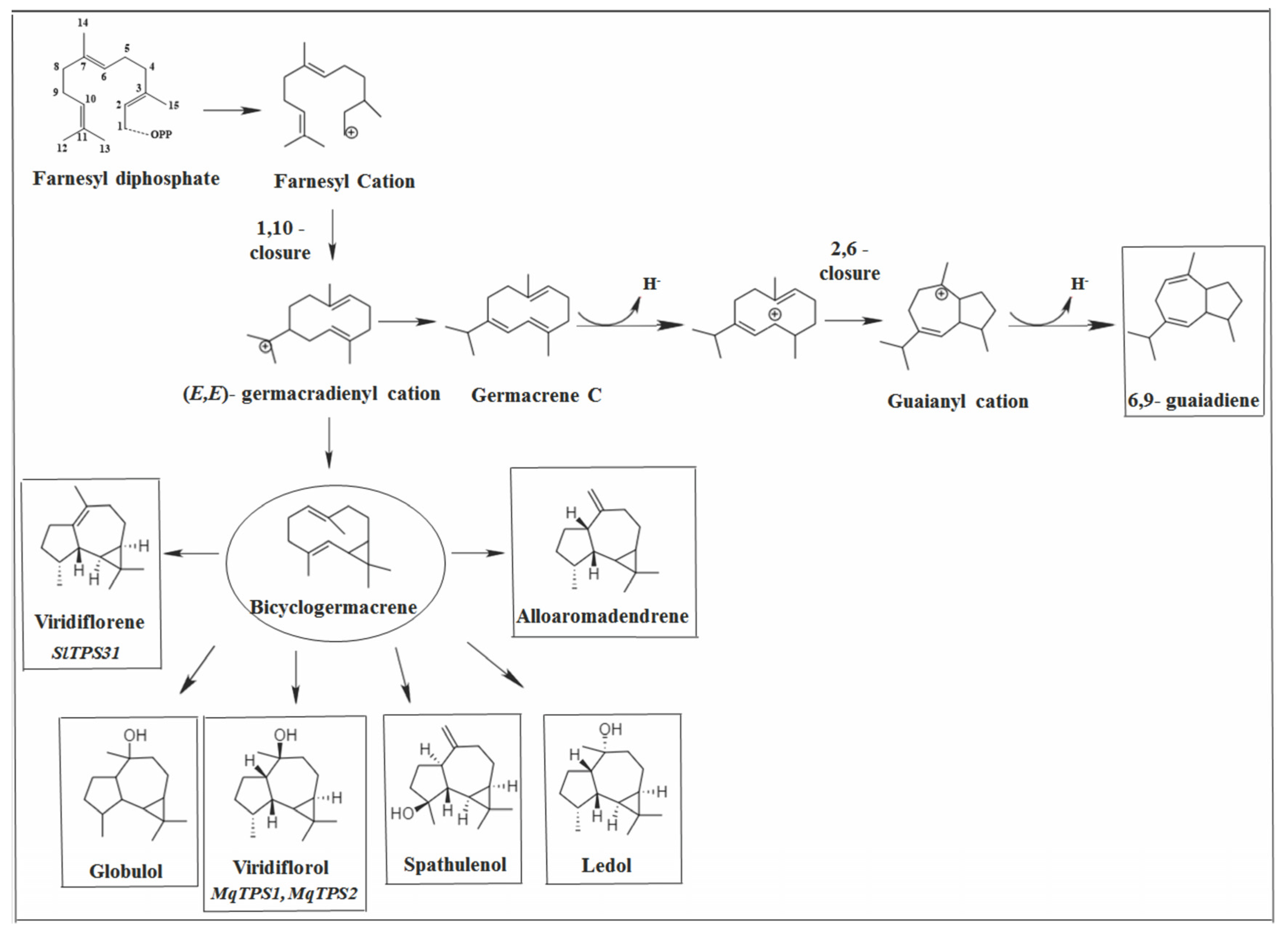 Molecules | Free Full-Text | Taxonomic Insights and Its Type Cyclization  Correlation of Volatile Sesquiterpenes in Vitex Species and Potential  Source Insecticidal Compounds: A Review | HTML