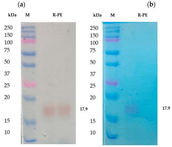 Molecules | Free Full-Text | Extraction And Purification Of R ...