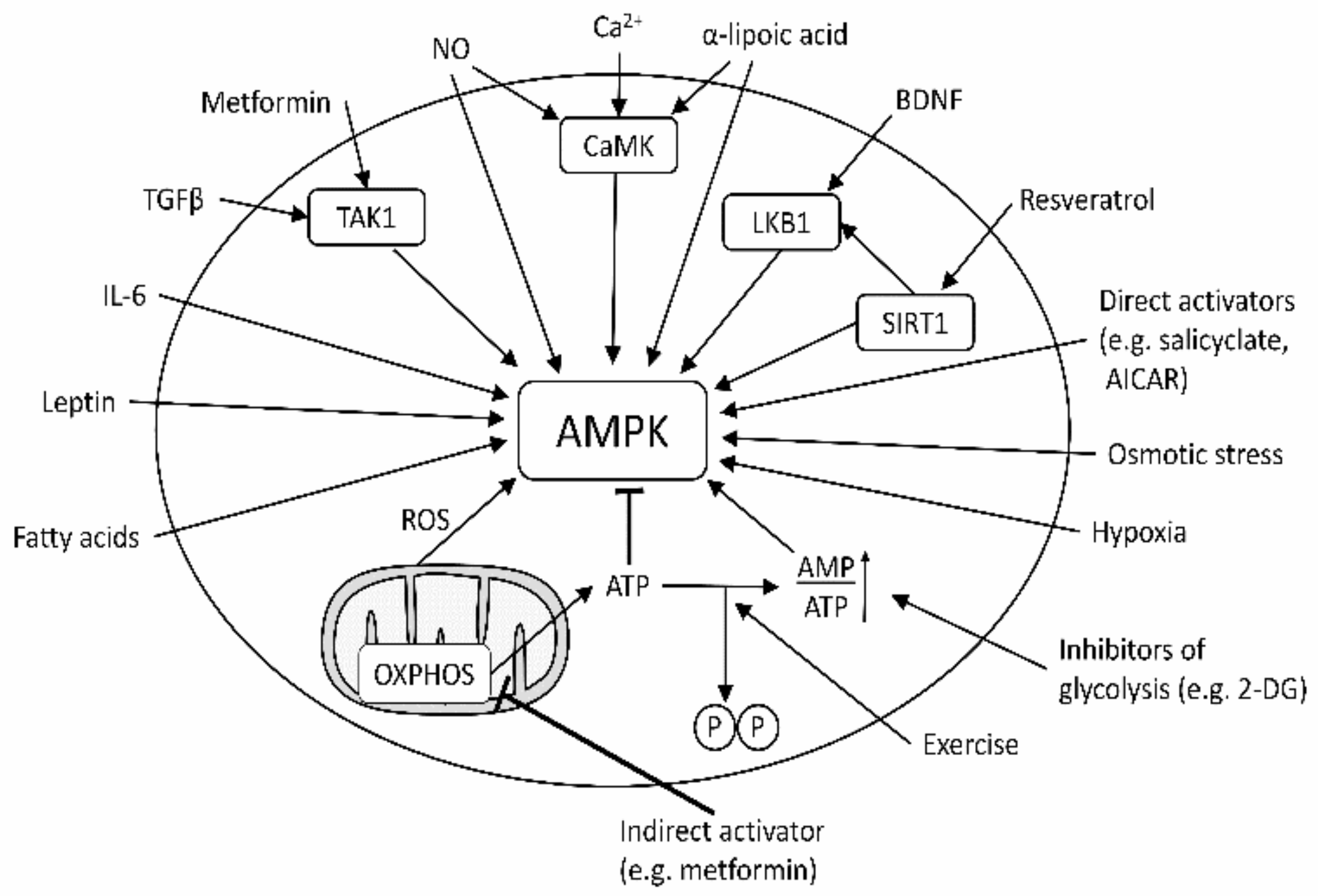 Molecules 26 06508 g005