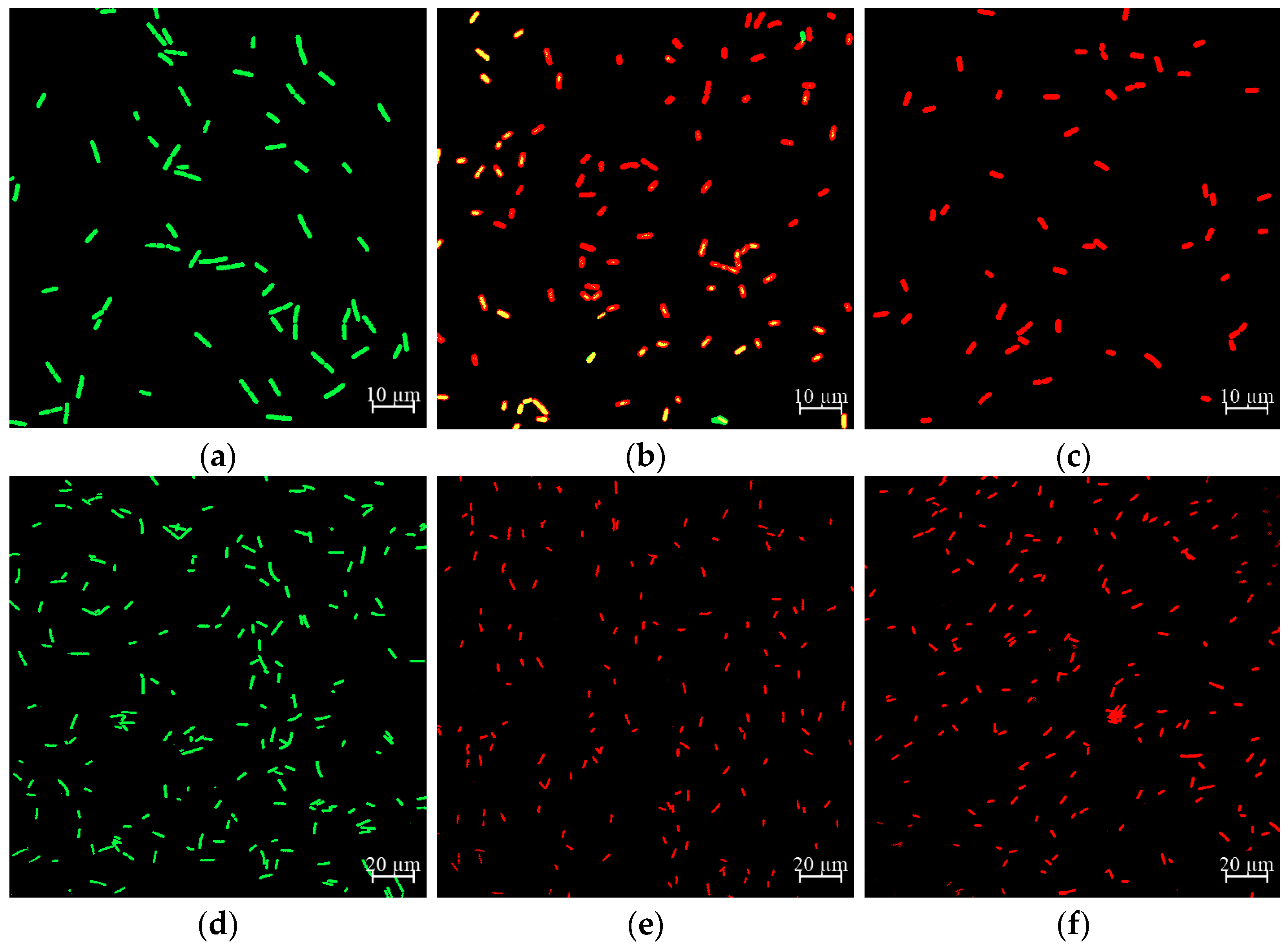 Molecules 26 06748 g005